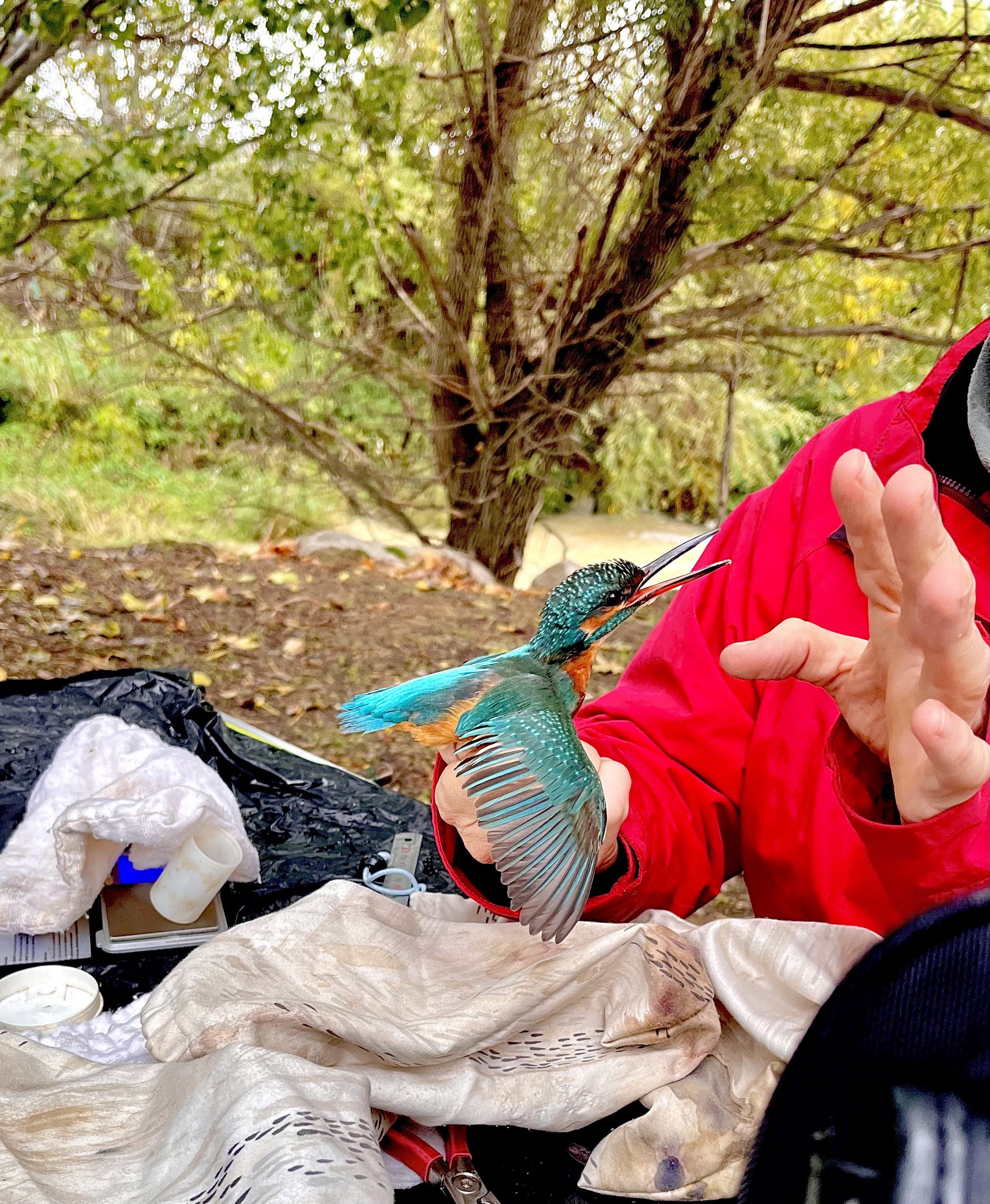 Realizamos el primer paseo por el entorno a través de una jornada de anillamiento de aves.